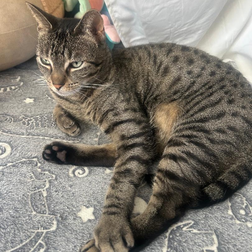 Enlarge Sophie, a ADOPTABLE Tabby in Raritan, NJ image 1/3