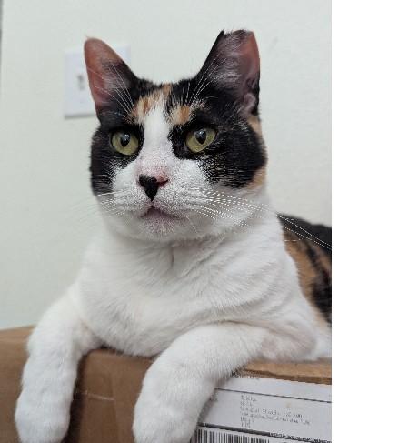 Figgy Pudding, Adult Female Domestic Short Hair