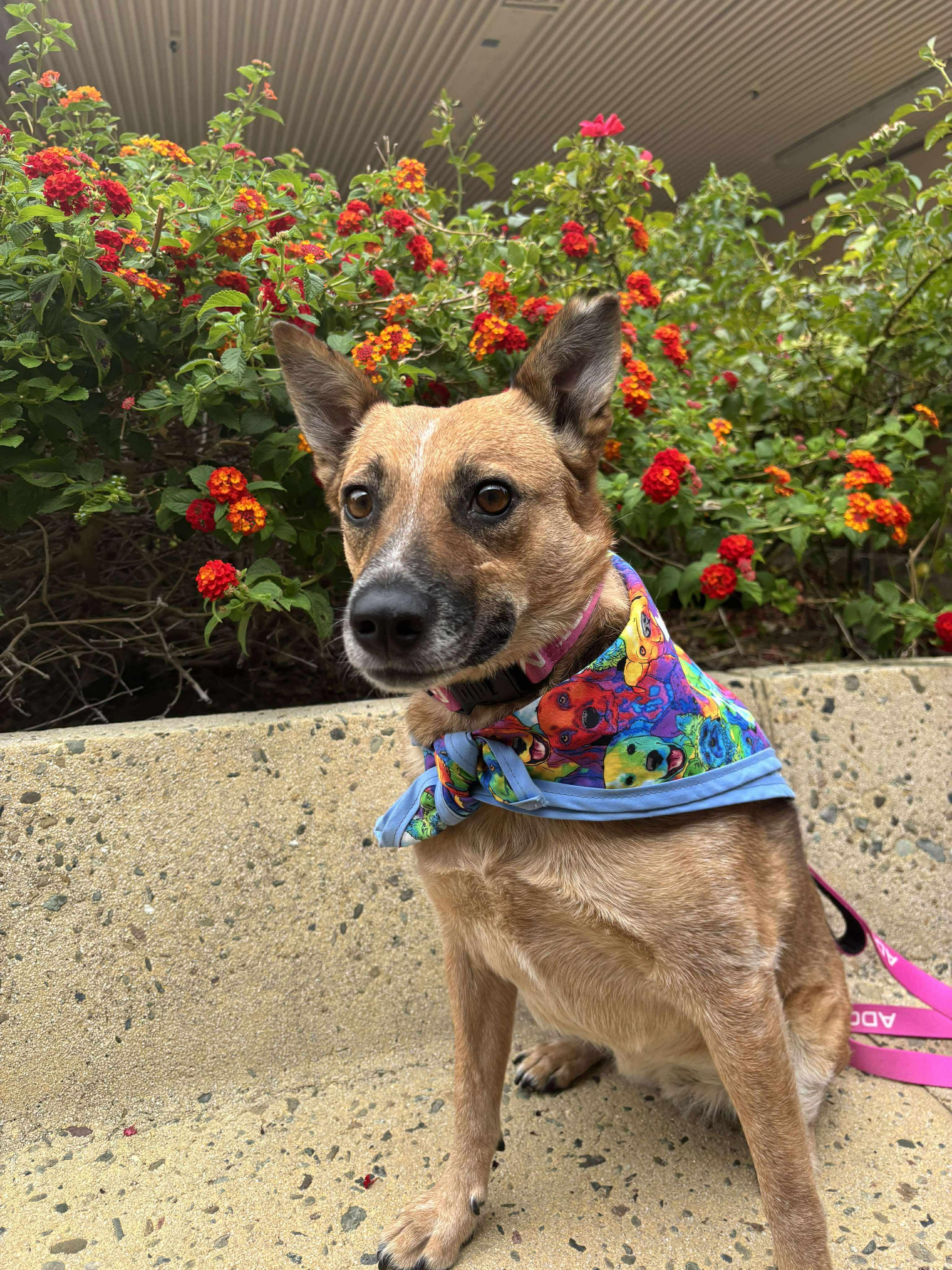 Trinket, a Adoptable mixed breed in San Jose, CA image 4/4