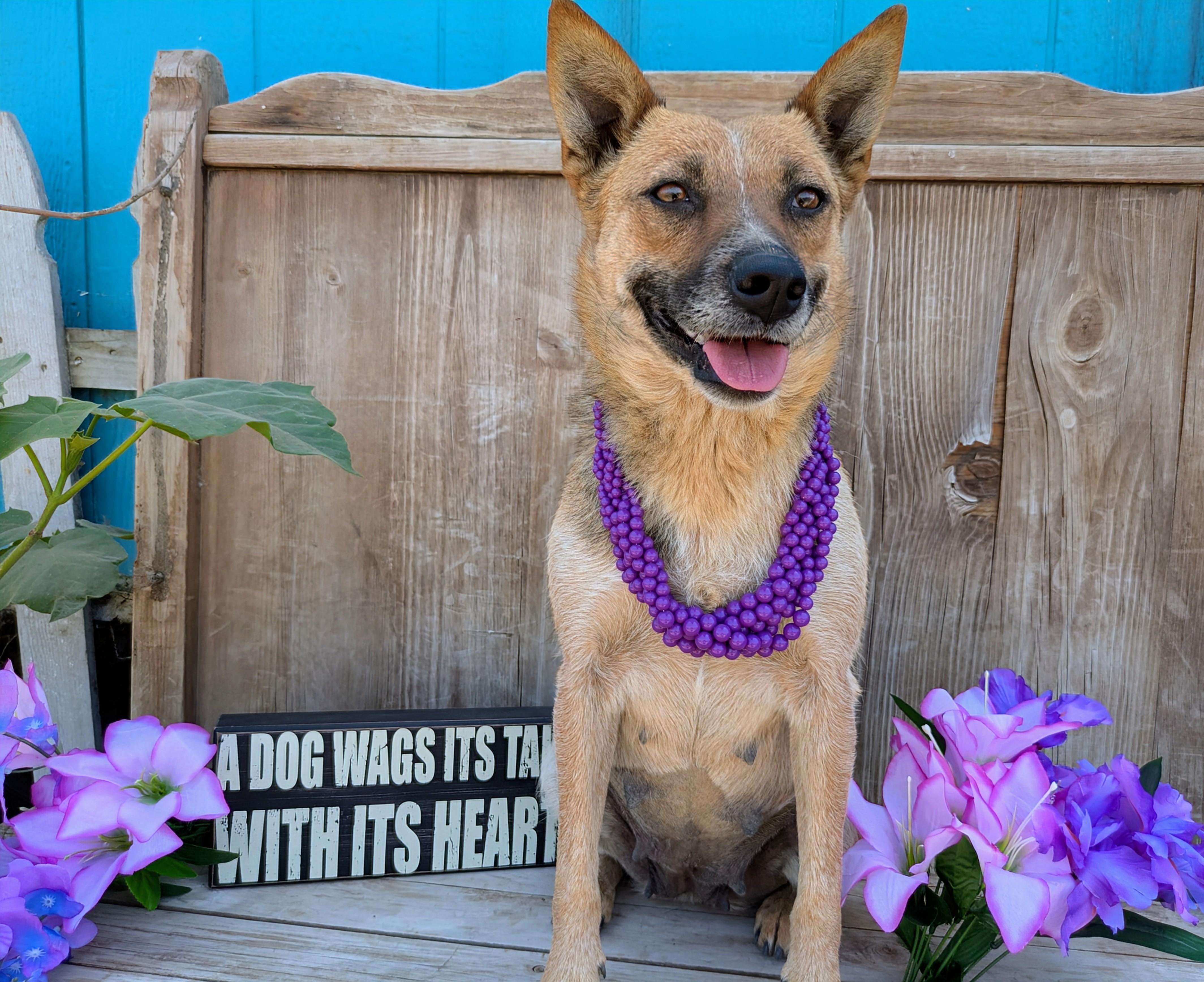 Trinket, Adult Female Australian Cattle Dog / Blue Heeler
