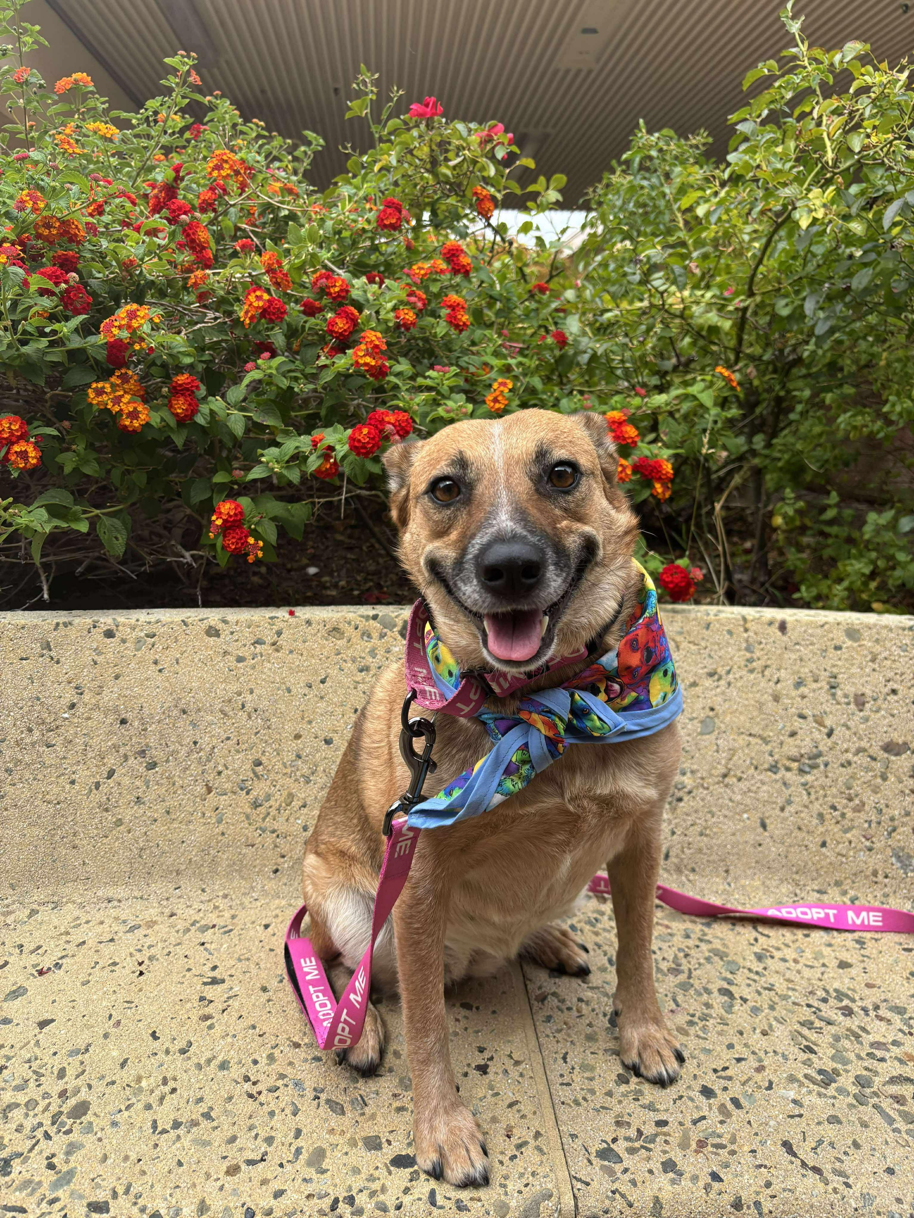Trinket, Adoptable, Adult Female Australian Cattle Dog / Blue Heeler.