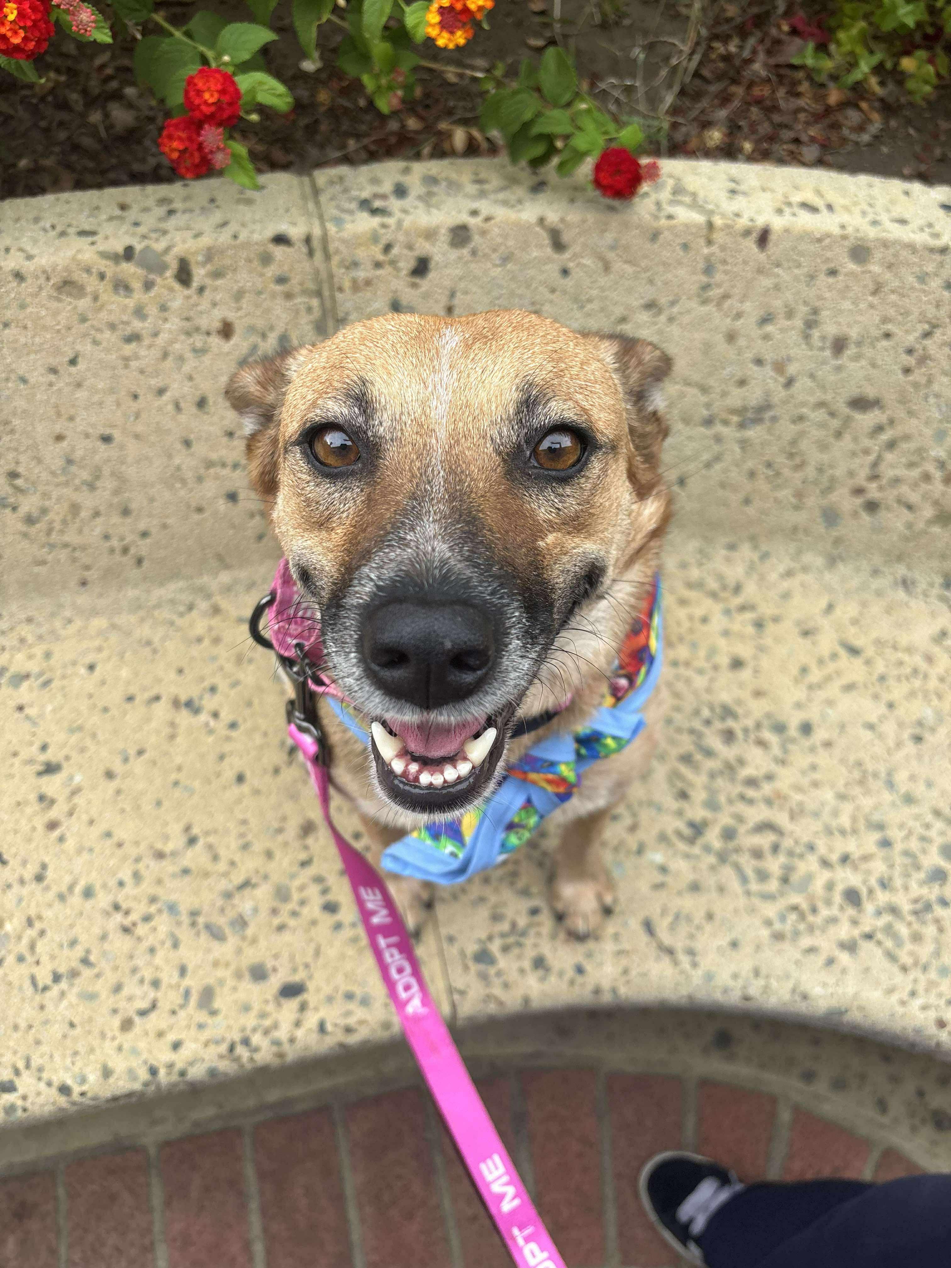 Trinket, a Adoptable mixed breed in San Jose, CA image 3/4