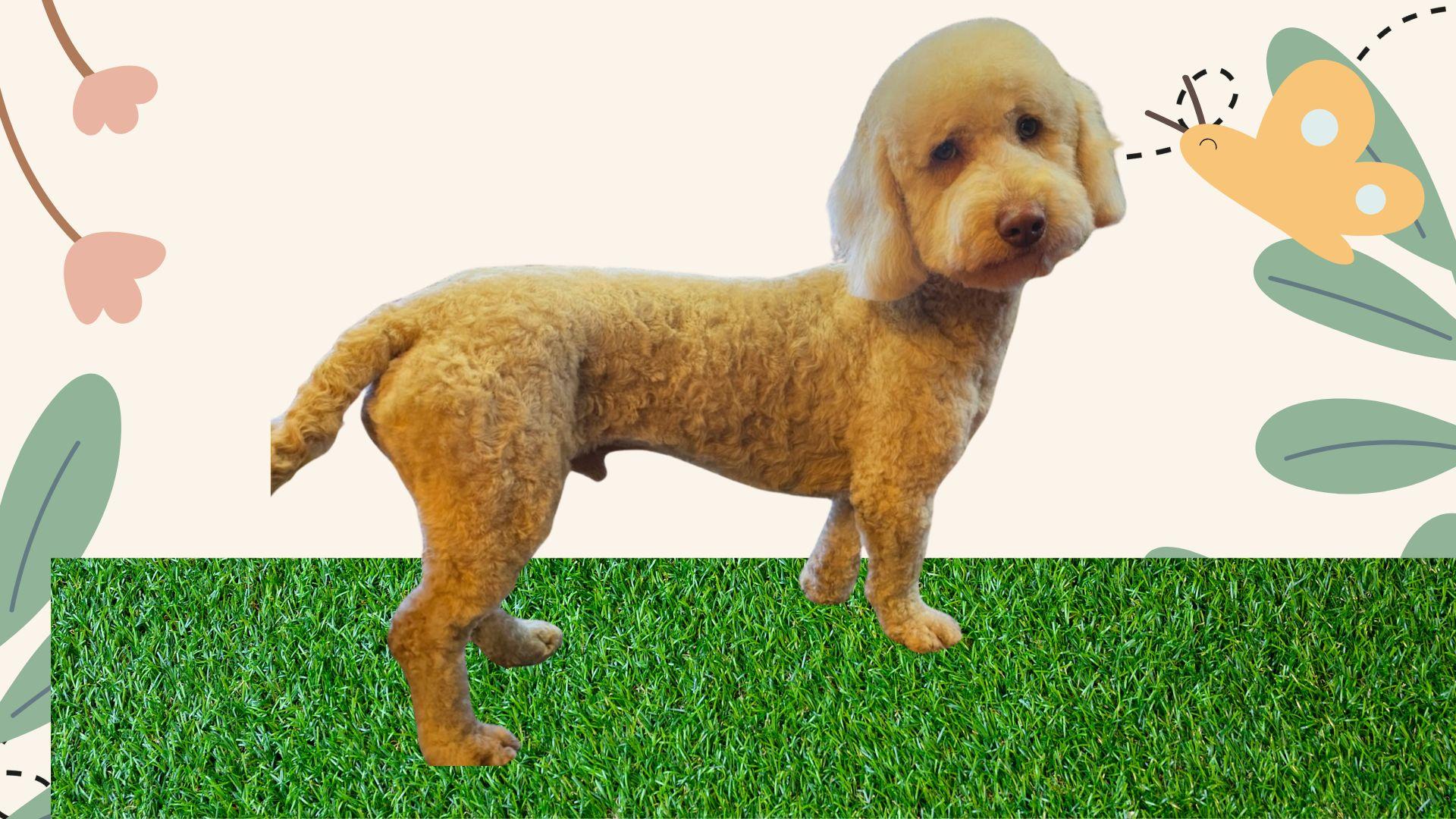 Enlarge Clyde, a Adopted mixed breed in Cedartown, GA image 1/4