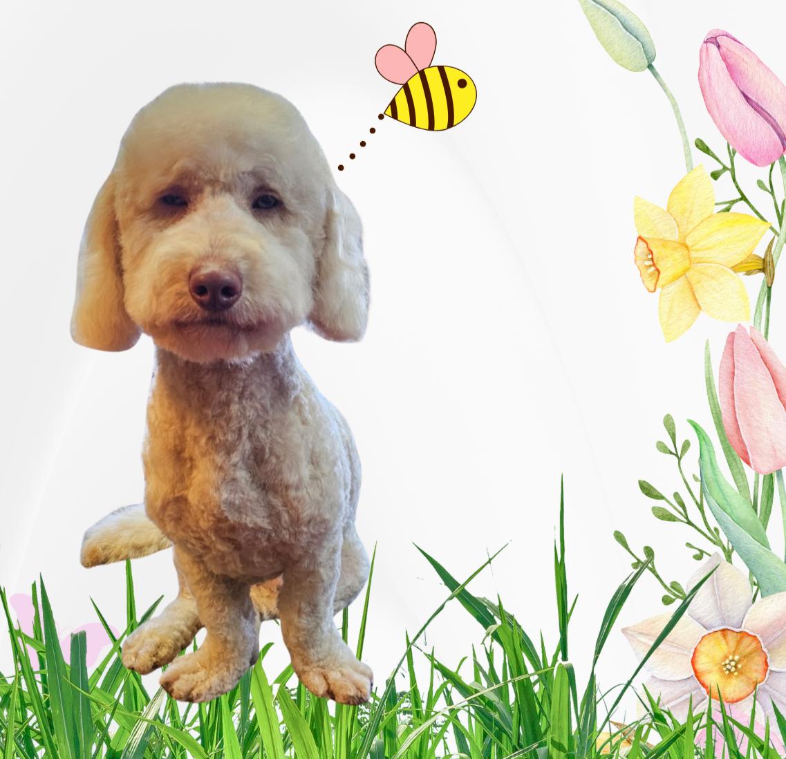 Enlarge Clyde, a Adopted mixed breed in Cedartown, GA image 2/4