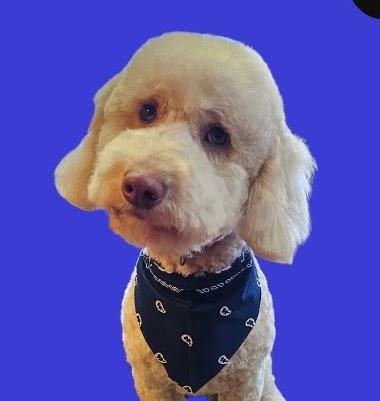 Enlarge Clyde, a Adopted mixed breed in Cedartown, GA image 3/4