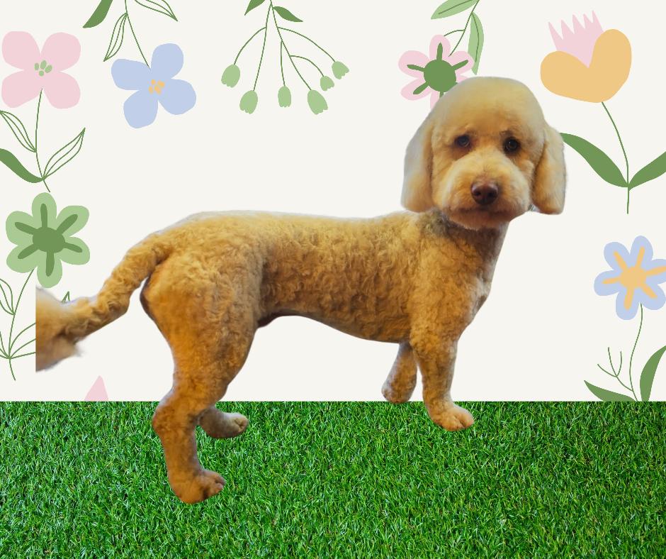 Enlarge Clyde, a Adopted mixed breed in Cedartown, GA image 4/4