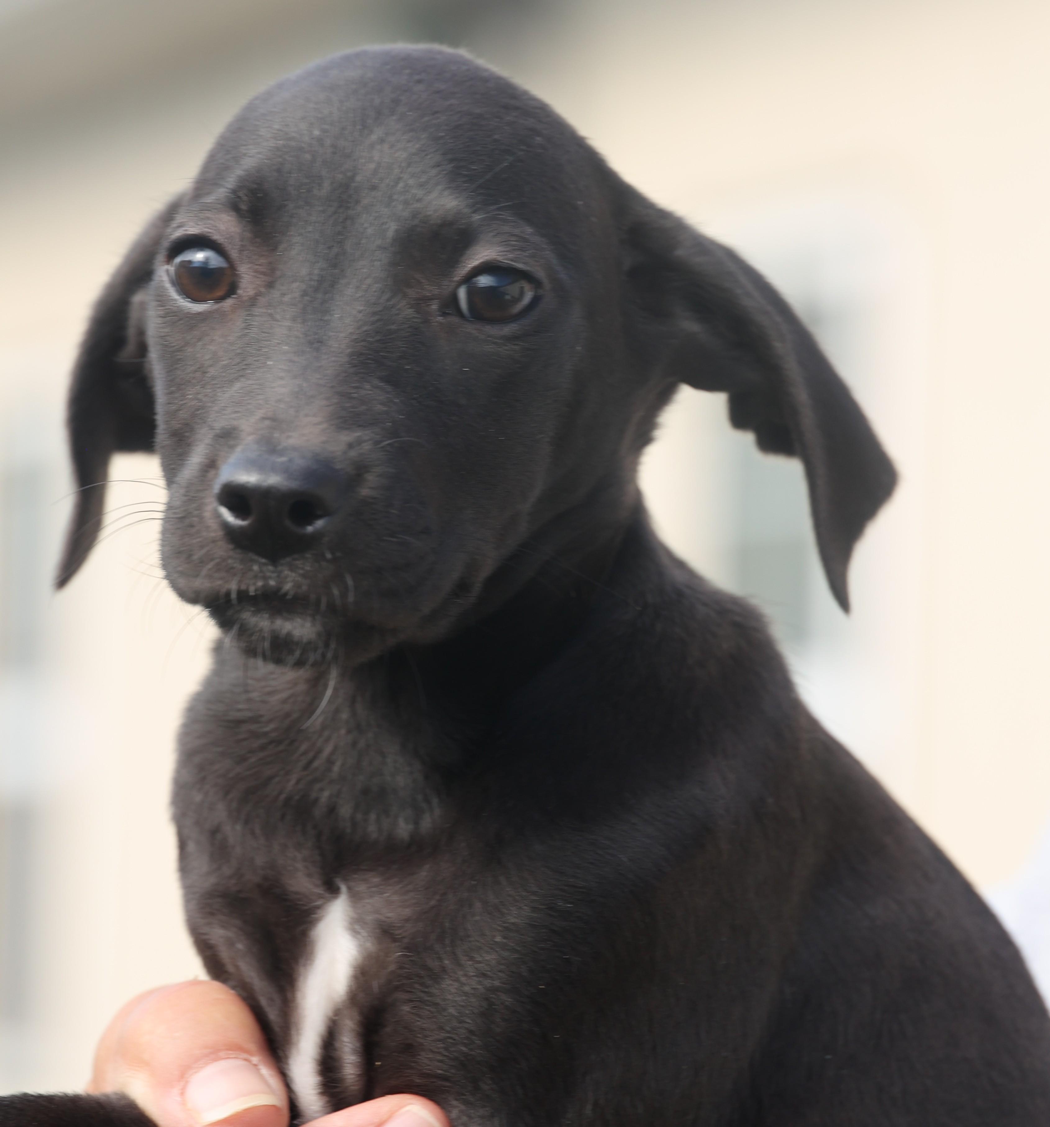 Quinn-Available! www.lhar.dog to apply!