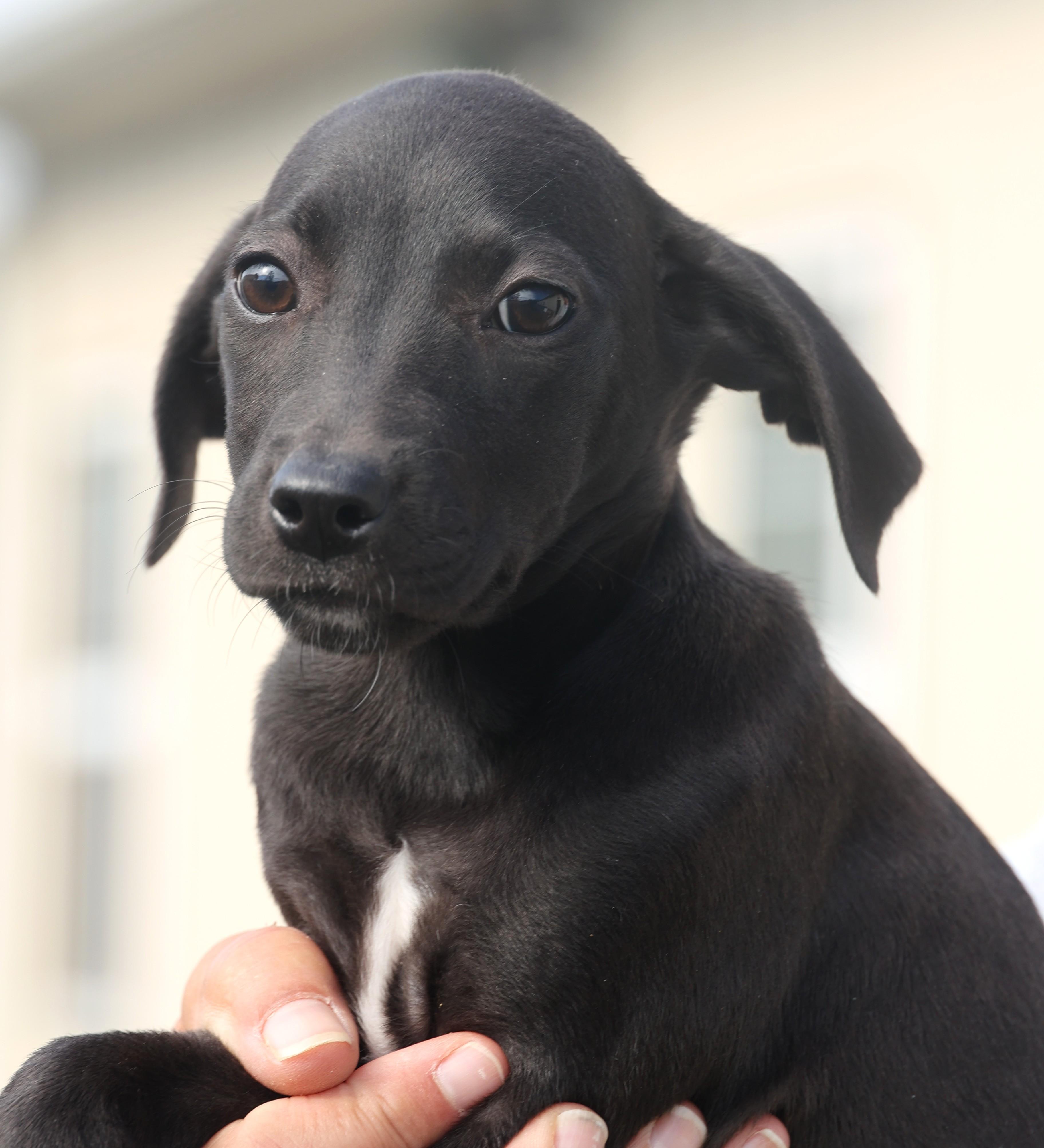 Quinn-Available! www.lhar.dog to apply!