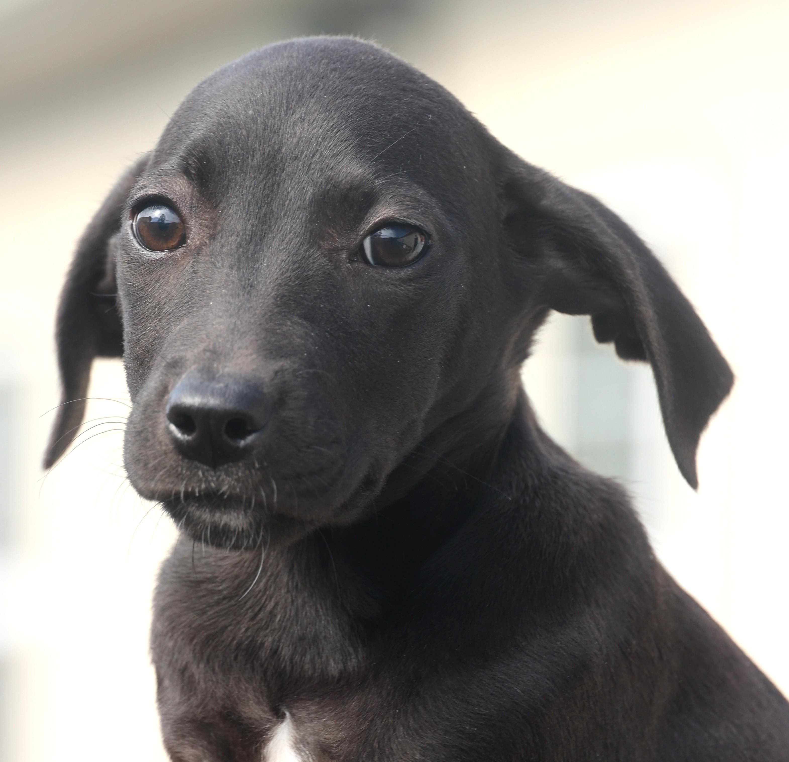 Quinn-Available! www.lhar.dog to apply!