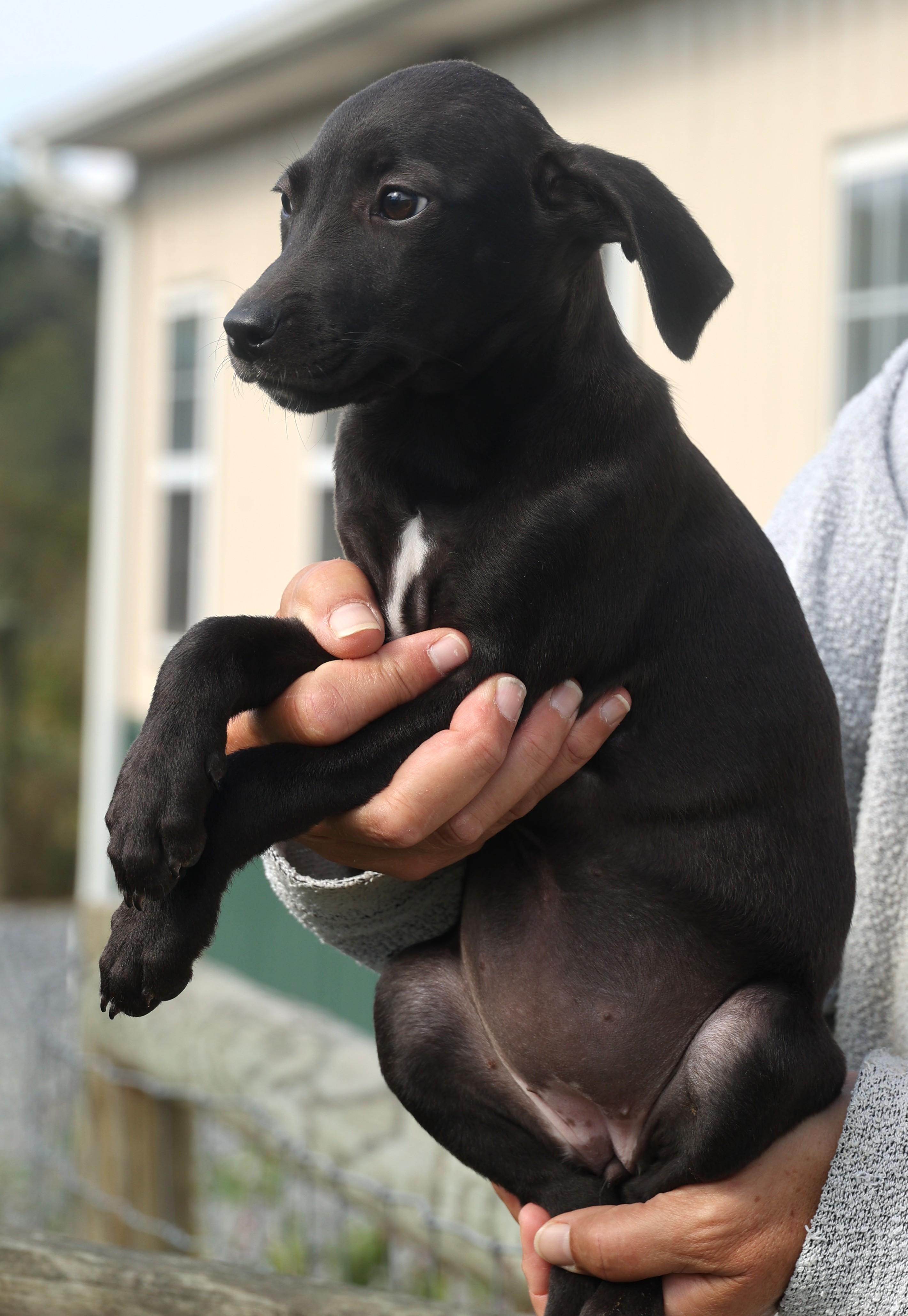 Quinn-Available! www.lhar.dog to apply!