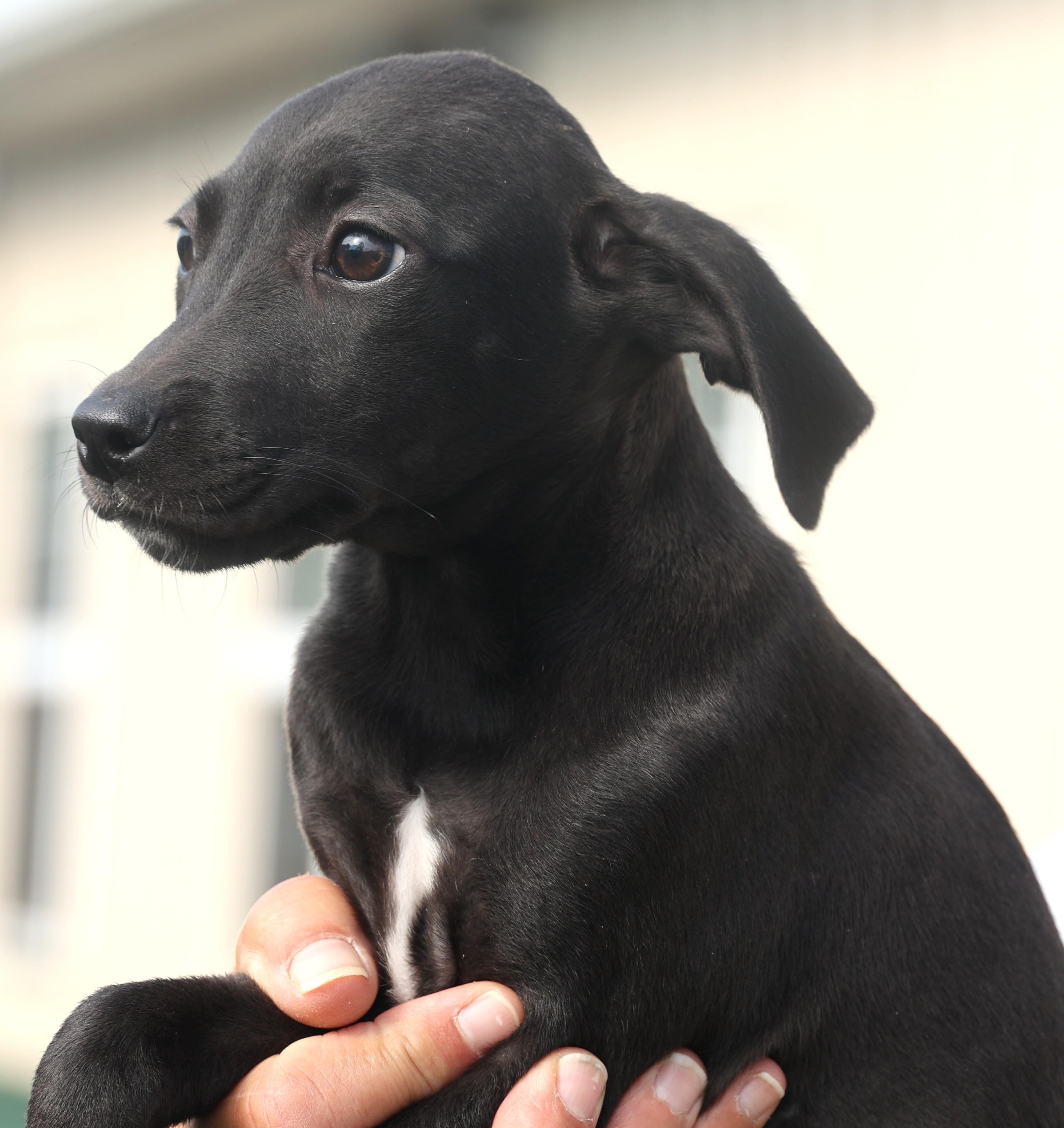 Quinn-Available! www.lhar.dog to apply!