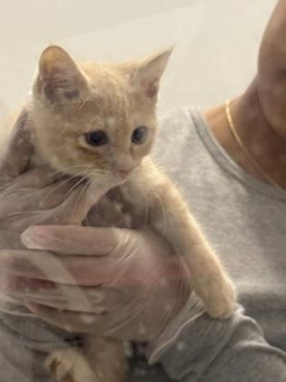 Enlarge Porsche, a Adoptable Domestic Short Hair in Shreveport, LA image 1/2