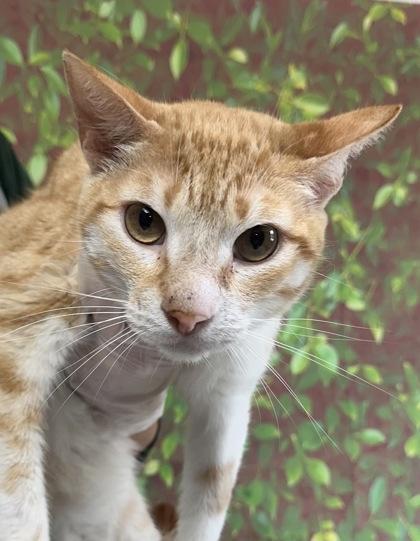 Willie — thumbnail 2