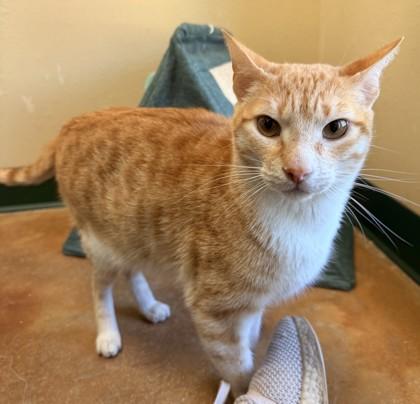 Willie — thumbnail 3