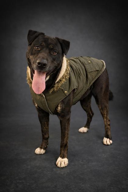 Mickey, ADOPTABLE, Adult Male Black Labrador Retriever.