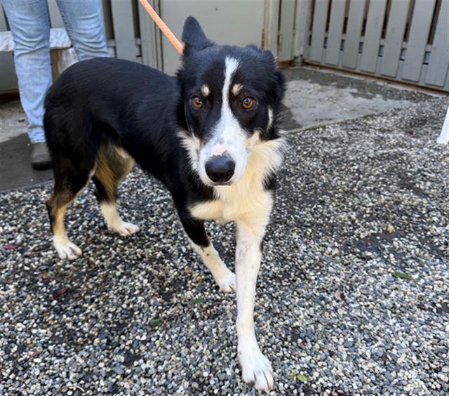 Junior A438703, Adopted, Young Male Border Collie.