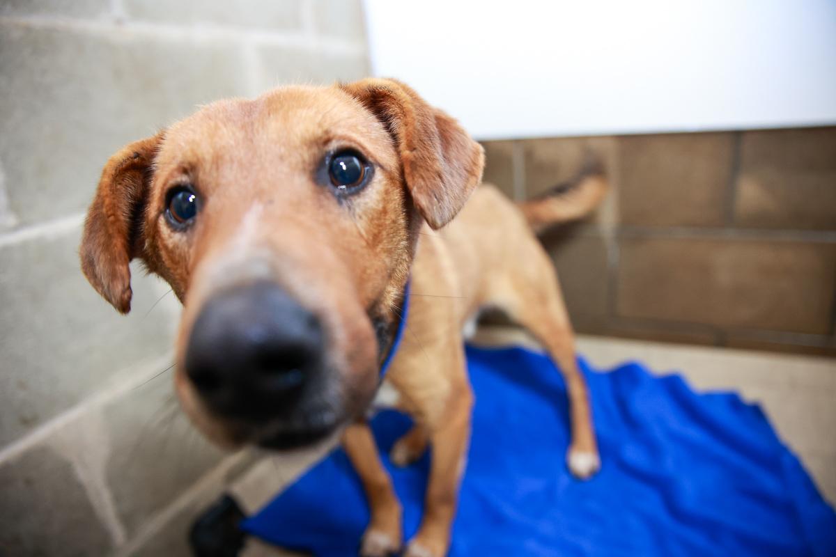 Enlarge Diesel, a Adoptable Mixed Breed in Loogootee, IN image 3/6