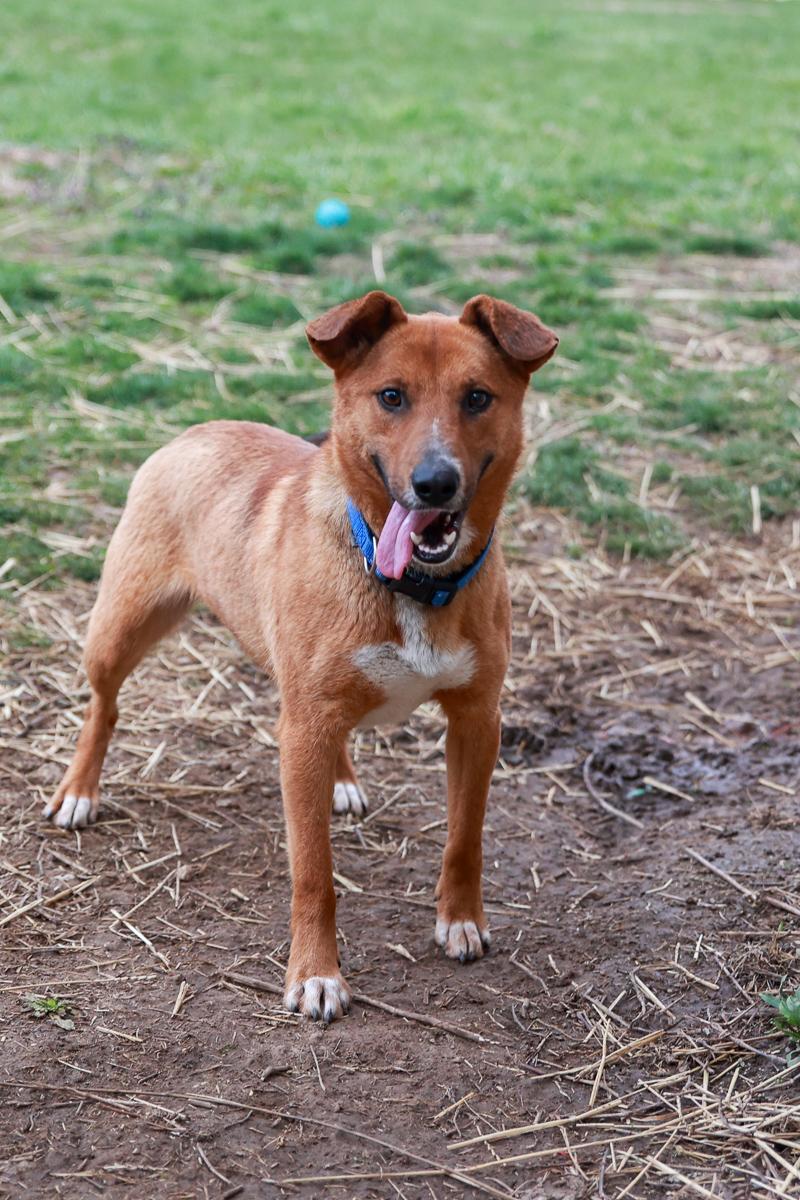 Enlarge Diesel, a Adoptable Mixed Breed in Loogootee, IN image 2/6