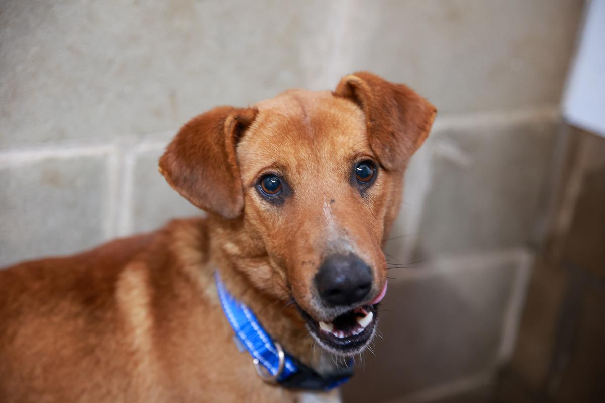 Enlarge Diesel, a Adoptable Mixed Breed in Loogootee, IN image 4/6
