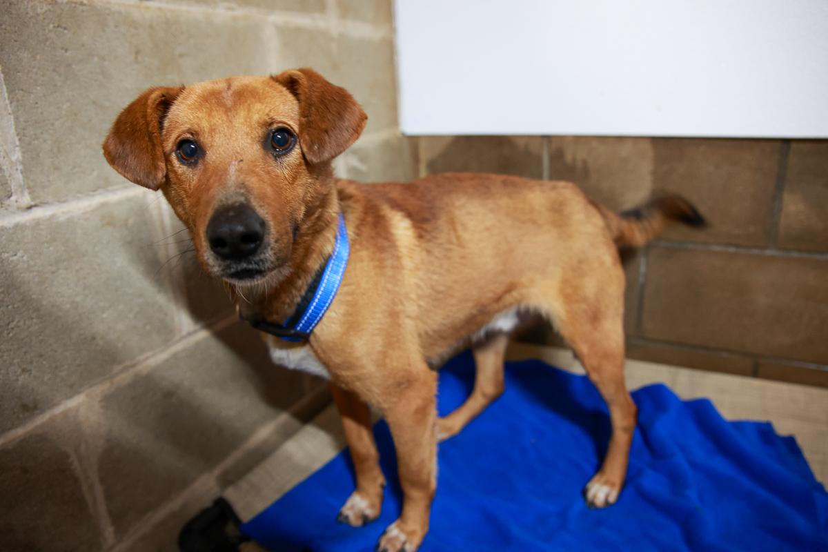 Enlarge Diesel, a Adoptable Mixed Breed in Loogootee, IN image 5/6