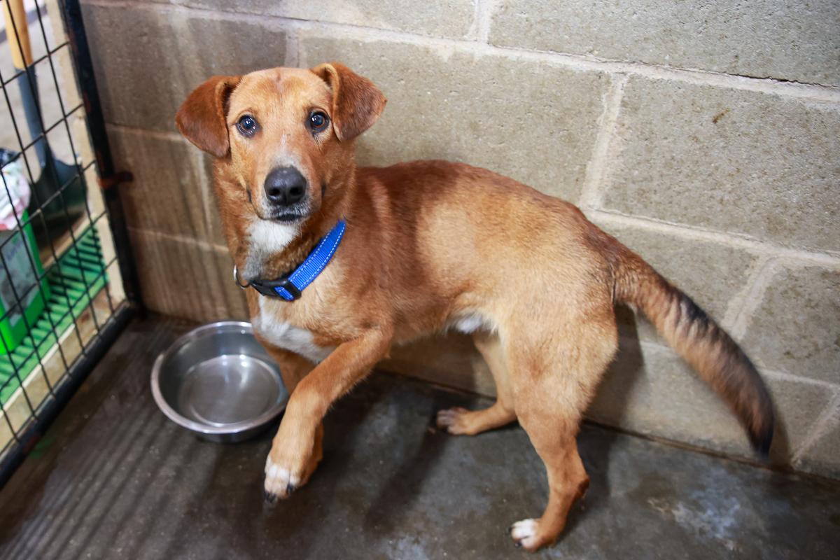 Enlarge Diesel, a Adoptable Mixed Breed in Loogootee, IN image 1/6