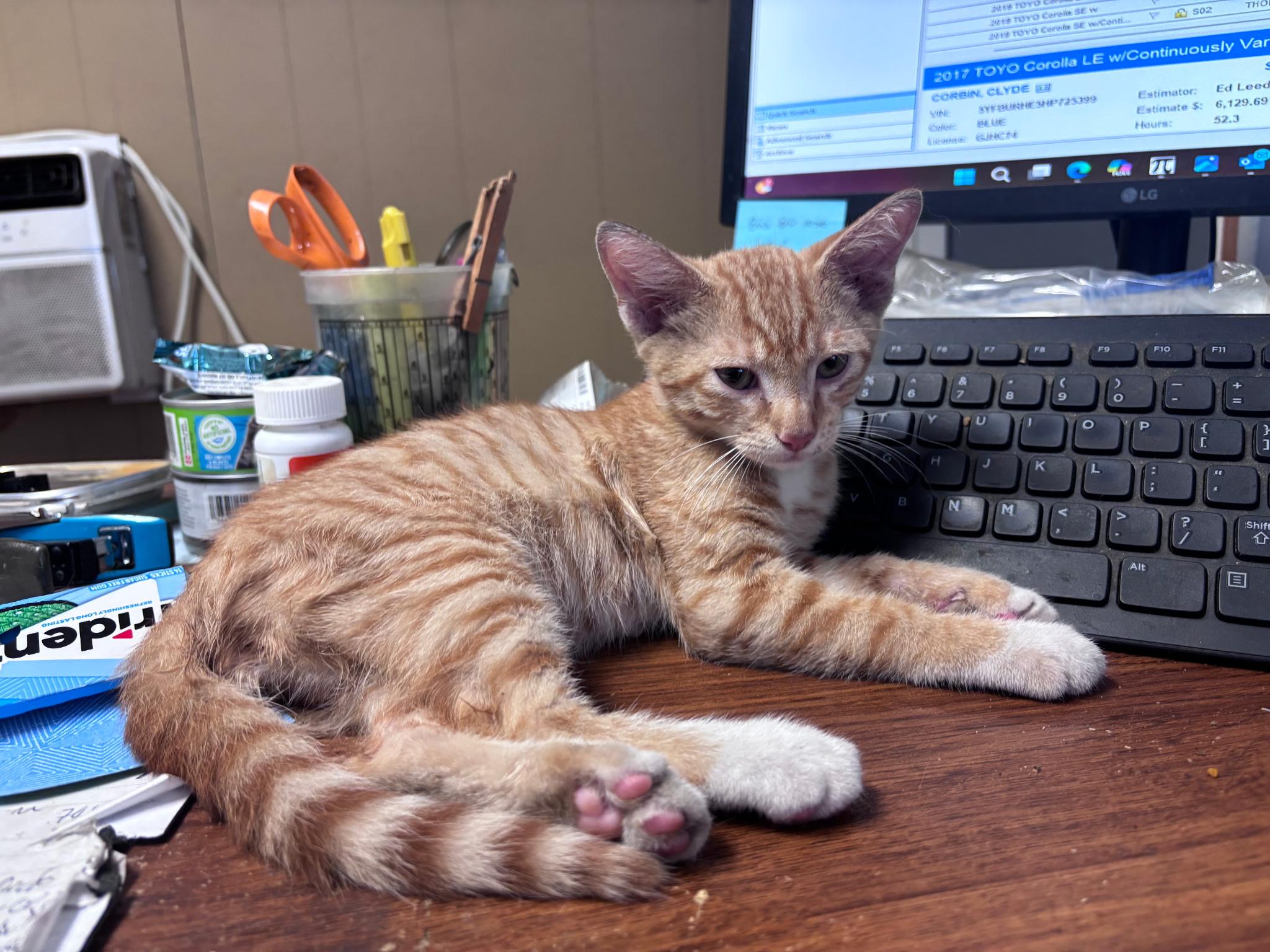 Mr. Banks, Baby Male Domestic Short Hair