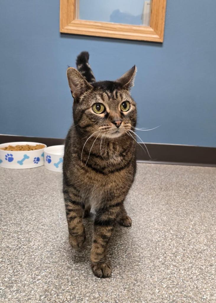 Enlarge Chips, a Adoptable mixed breed in Spooner, WI image 2/6