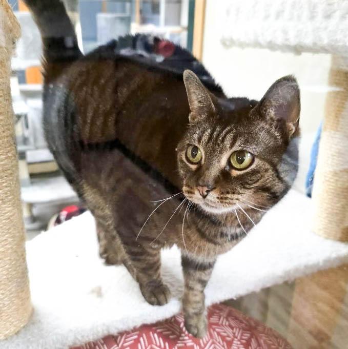 Chips — thumbnail 3