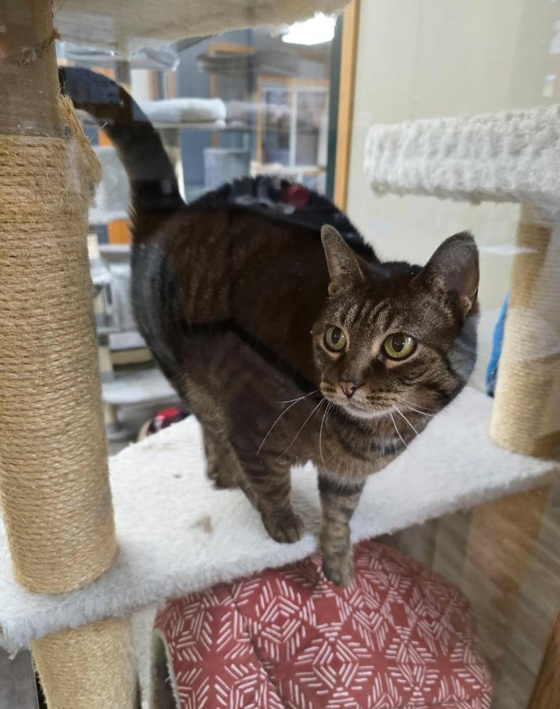 Chips, a Adoptable mixed breed in Spooner, WI image 6/6