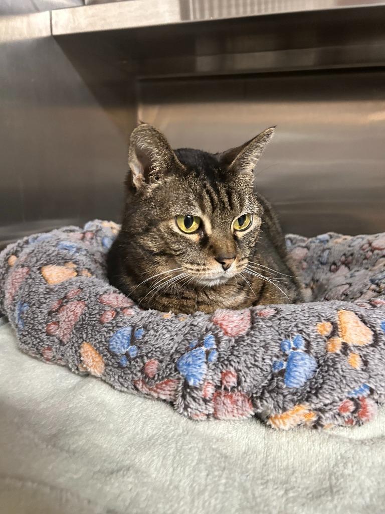 Enlarge Chips, a Adoptable mixed breed in Spooner, WI image 6/6