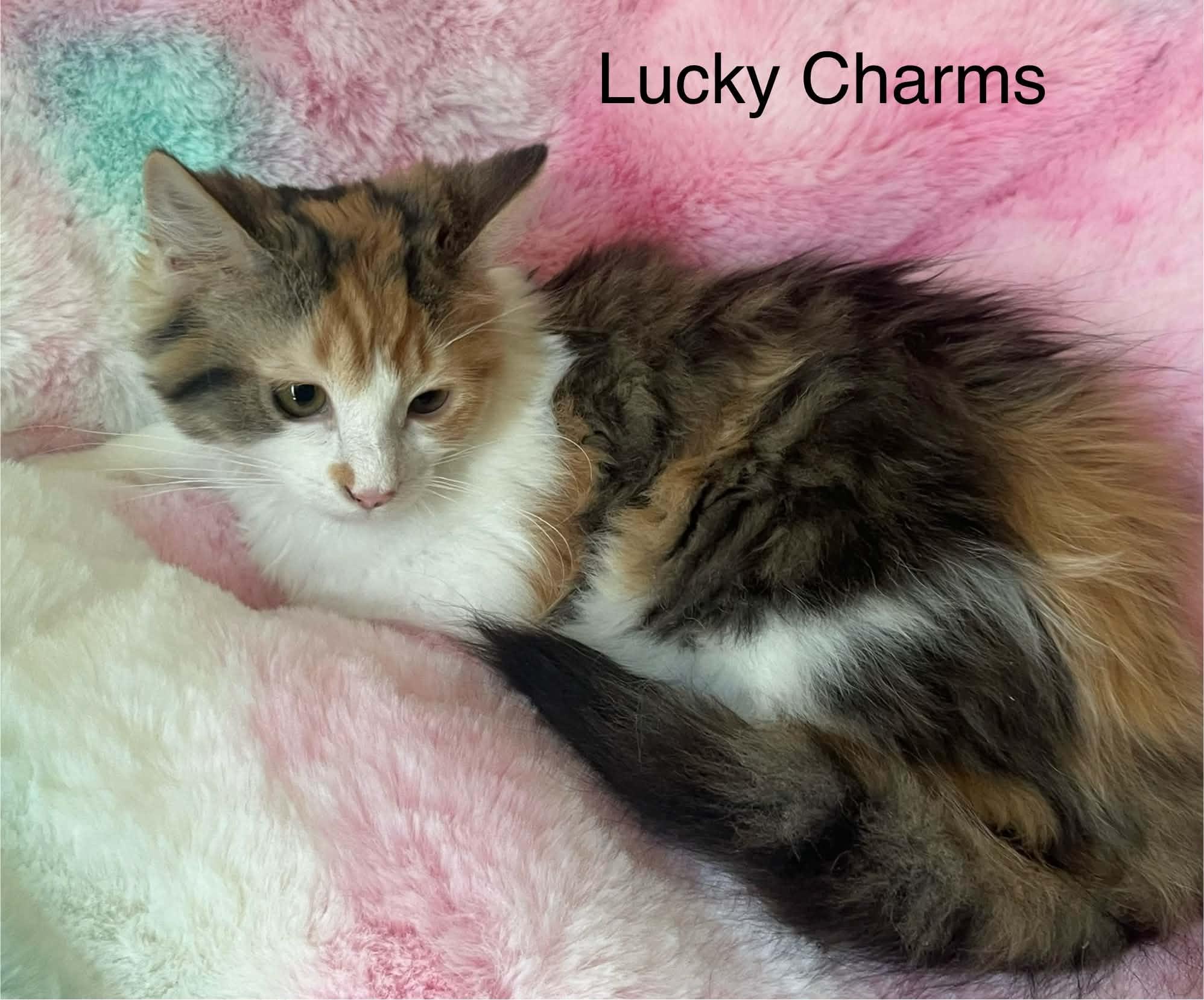 Enlarge Lucky Charms @ Livonia PetSmart ~ Adopted 3/29/26, an adopted mixed breed in Livonia, MI image 2/5