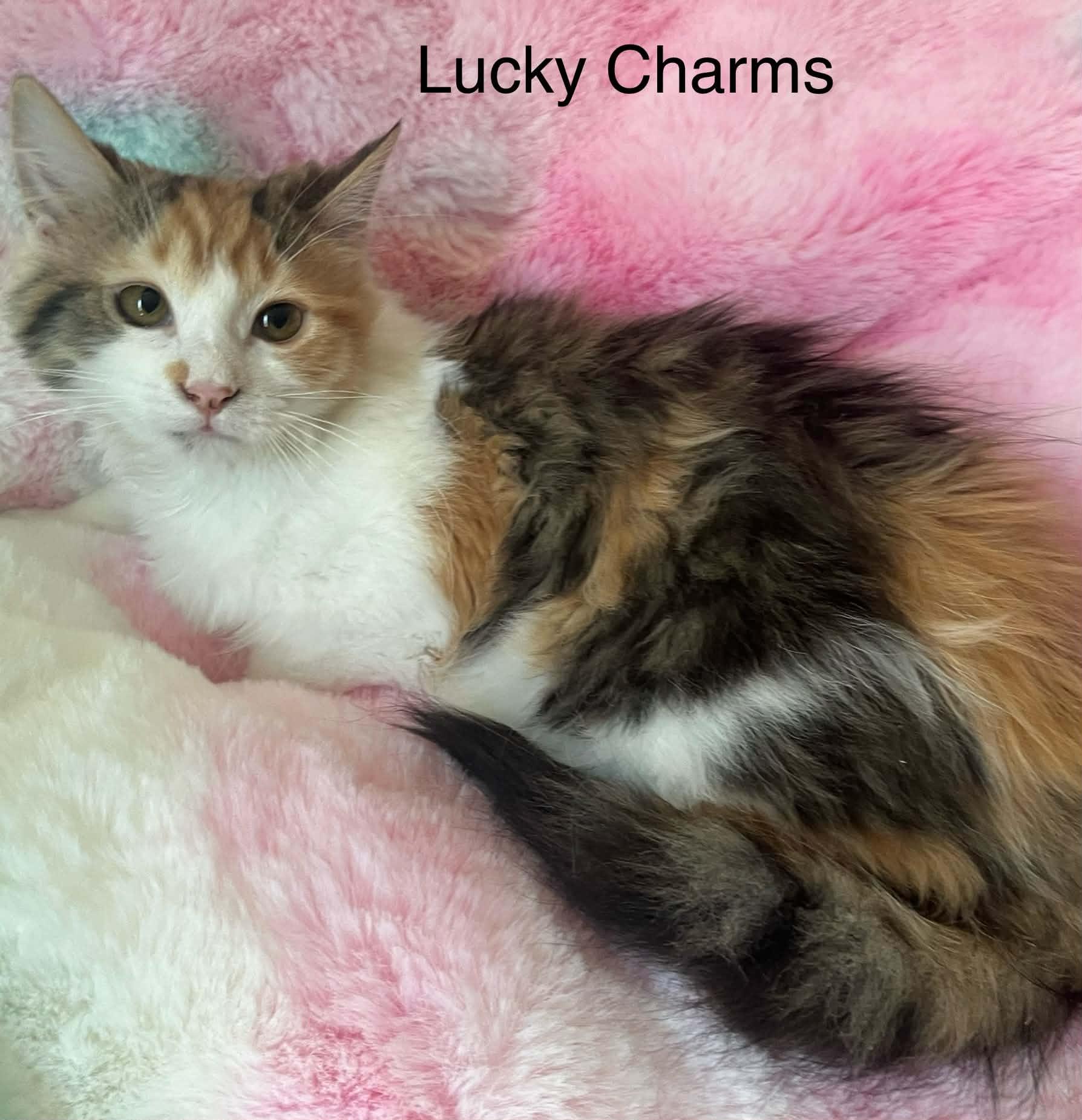 Enlarge Lucky Charms @ Livonia PetSmart ~ Adopted 3/29/26, an adopted mixed breed in Livonia, MI image 1/5