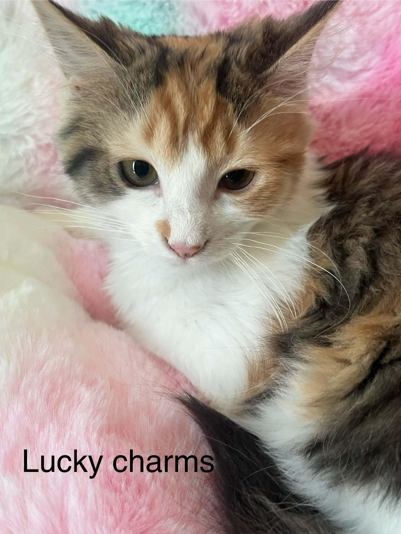 Enlarge Lucky Charms @ Livonia PetSmart ~ Adopted 3/29/26, an adopted mixed breed in Livonia, MI image 3/5
