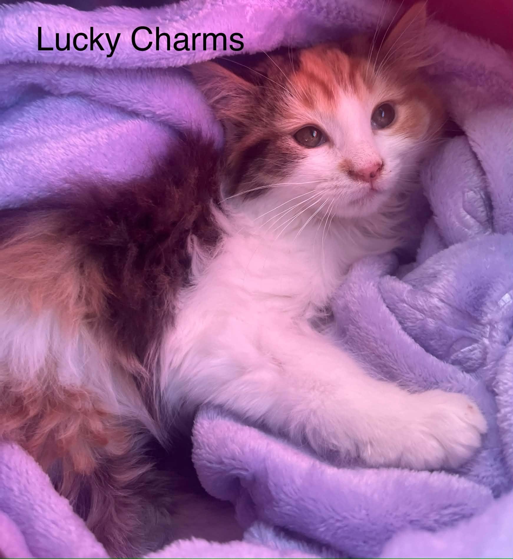 Enlarge Lucky Charms @ Livonia PetSmart ~ Adopted 3/29/26, an adopted mixed breed in Livonia, MI image 4/5