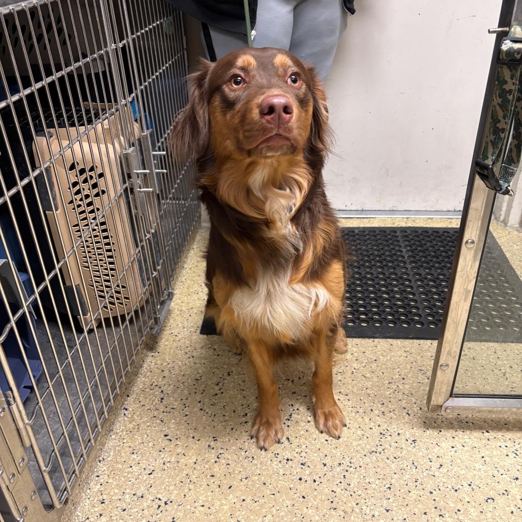Tracker, Adoptable, Young Male Australian Shepherd.