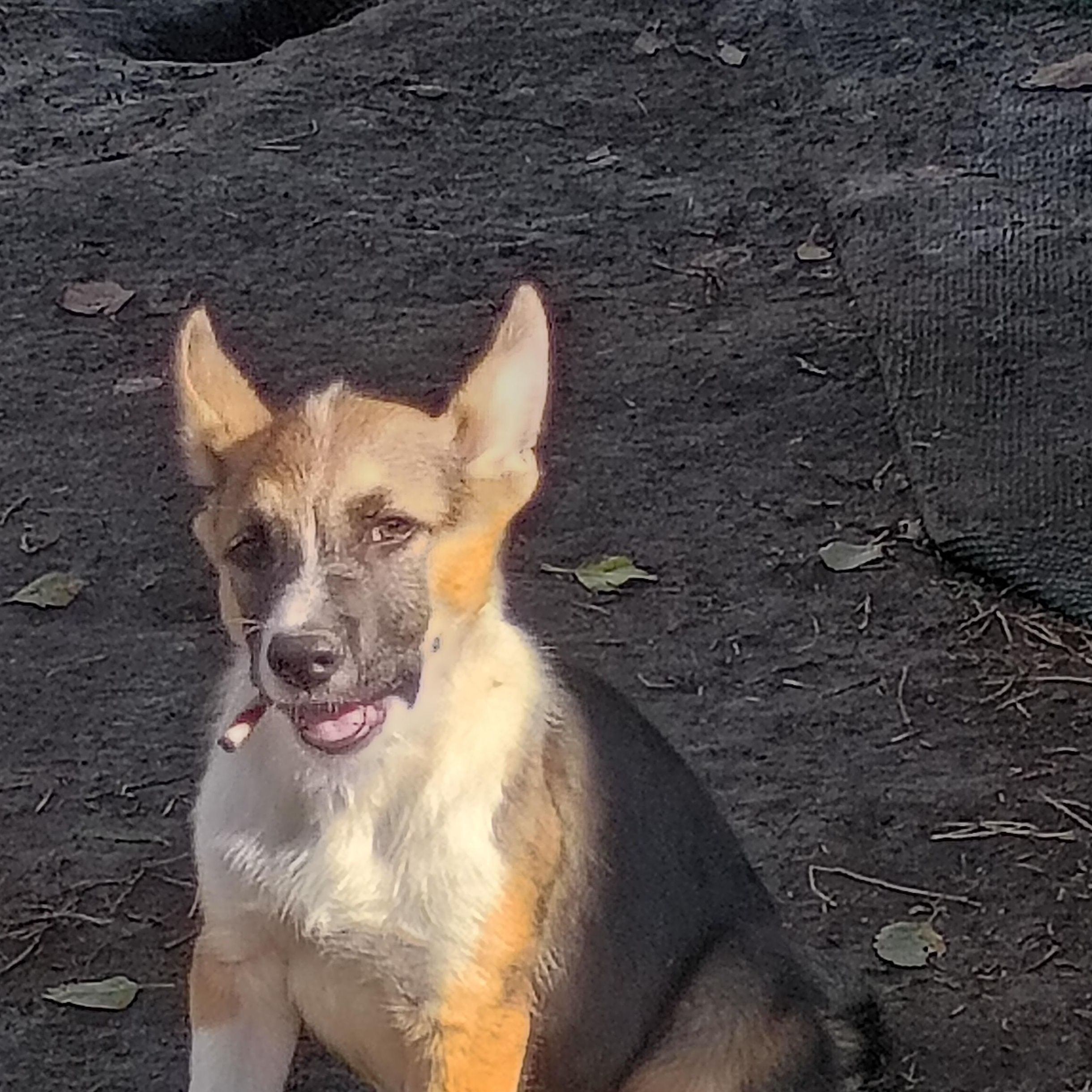 Enlarge Hank, a Adoptable mixed breed in Salisbury, MD image 1/1