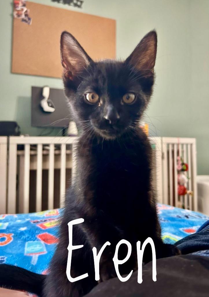 Eren, Adoptable, Kitten Male Domestic Short Hair.