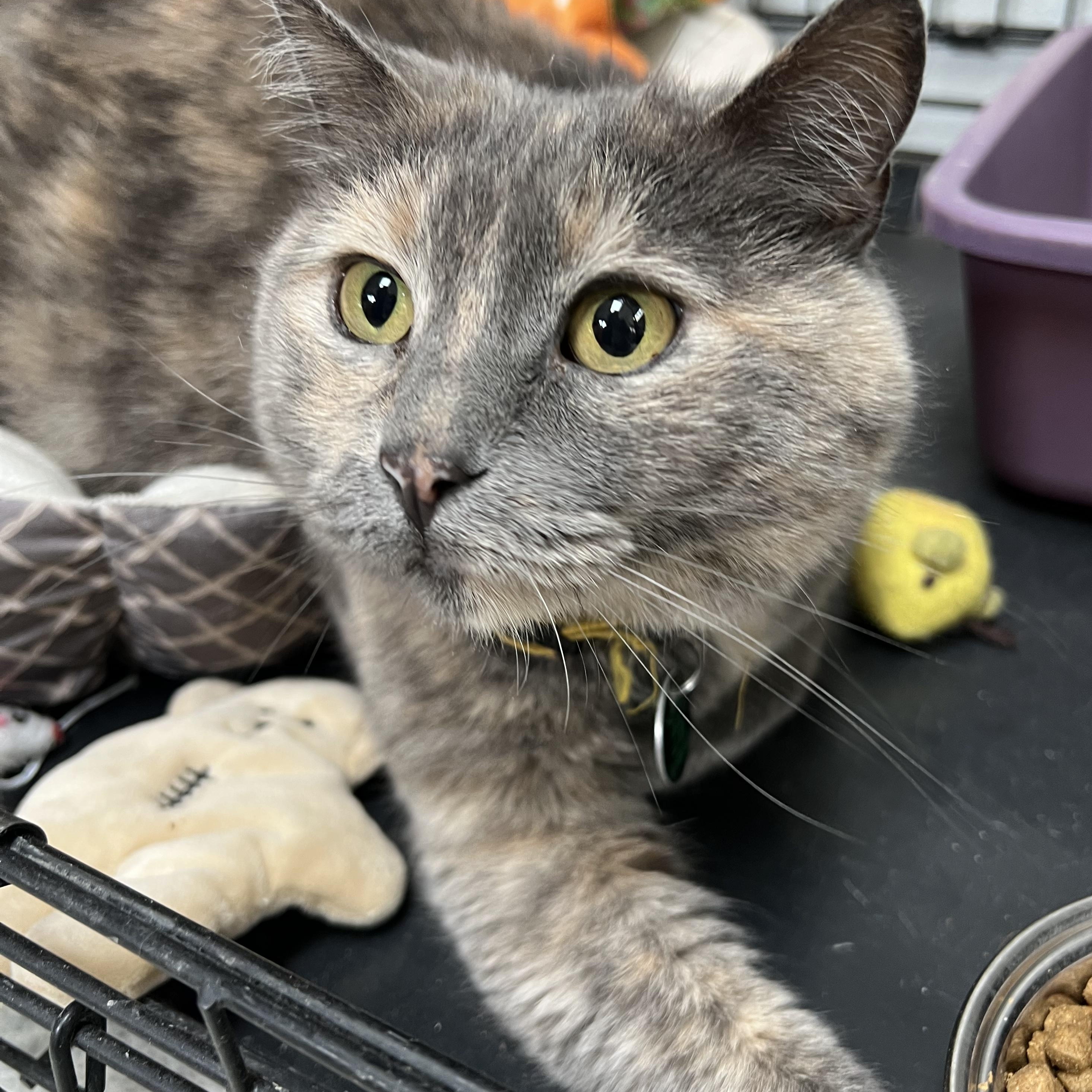 Enlarge Kit, an adopted Dilute Tortoiseshell in Estes Park, CO image 3/3