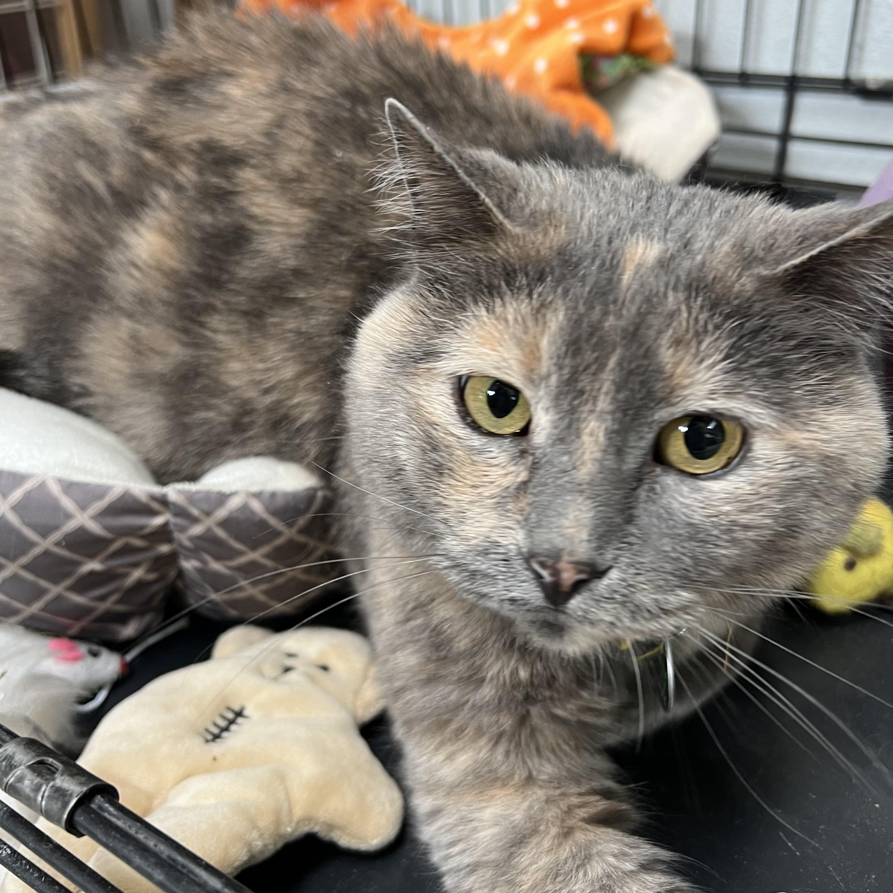 Enlarge Kit, an adopted Dilute Tortoiseshell in Estes Park, CO image 2/3