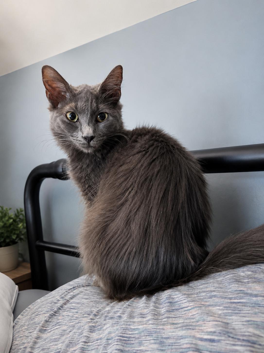 Josephine, ADOPTABLE, Young Female Domestic Medium Hair.