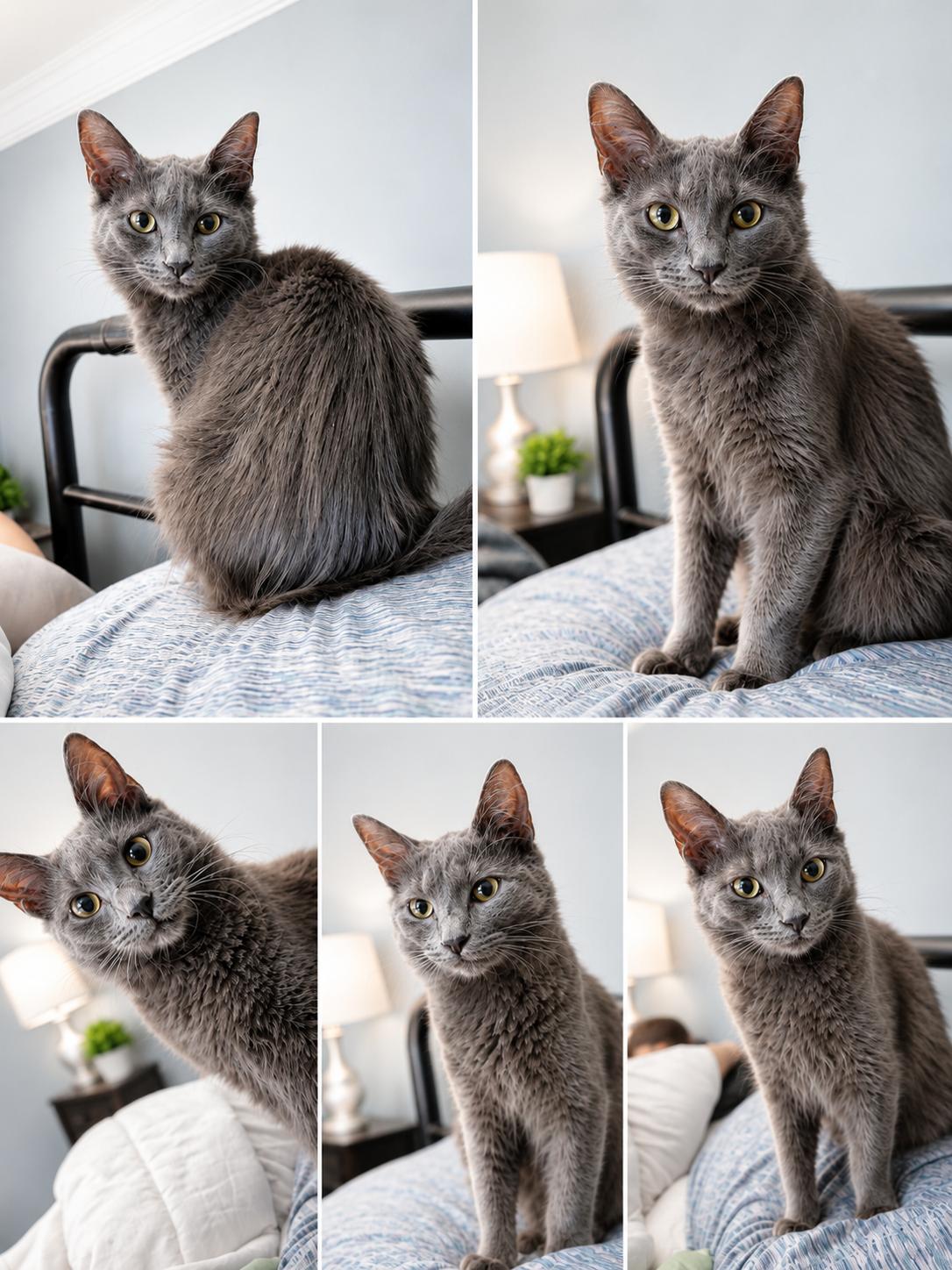 Josephine, a ADOPTABLE Domestic Medium Hair in Woodmere, NY image 3/3