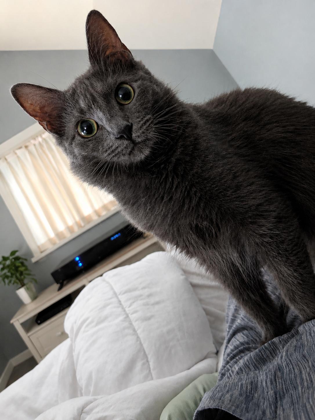 Josephine, a ADOPTABLE Domestic Medium Hair in Woodmere, NY image 2/3