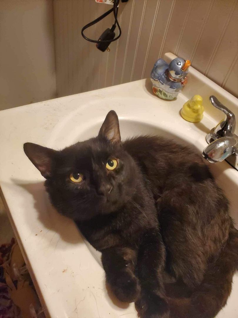 Enlarge Boomer, a Adopted American Shorthair in Johnstown, NY image 1/12