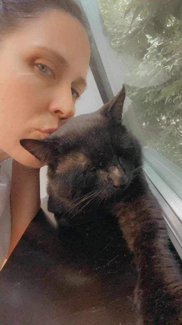 Enlarge Boomer, a Adopted American Shorthair in Johnstown, NY image 2/12