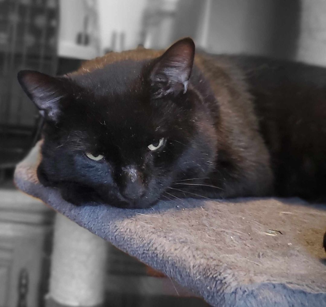 Enlarge Boomer, a Adopted American Shorthair in Johnstown, NY image 3/12