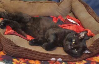 Enlarge Boomer, a Adopted American Shorthair in Johnstown, NY image 4/12