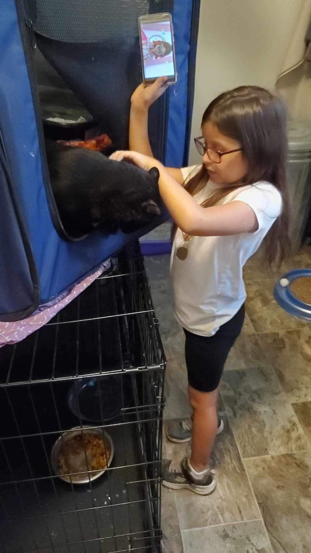 Enlarge Boomer, a Adopted American Shorthair in Johnstown, NY image 5/12