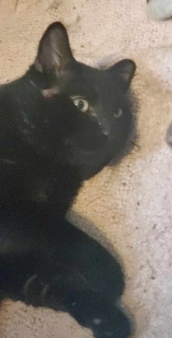 Enlarge Boomer, a Adopted American Shorthair in Johnstown, NY image 6/12