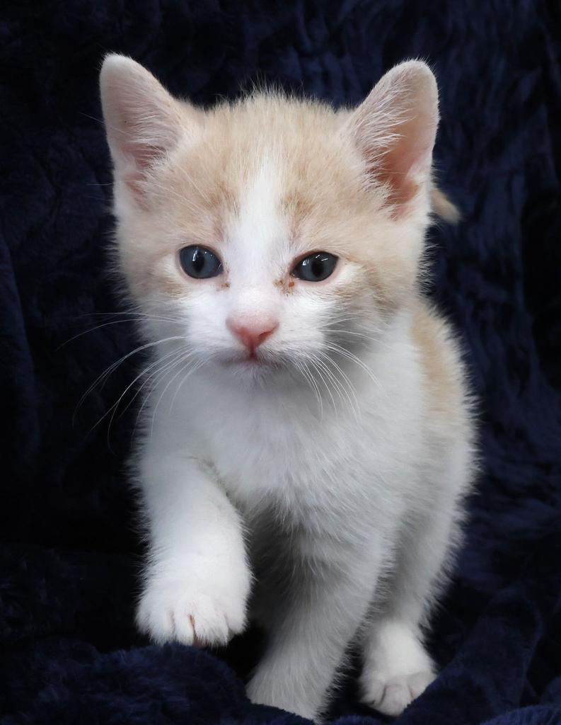 Enlarge Brooks, a Adopted mixed breed in Saint Paul, MN image 2/2