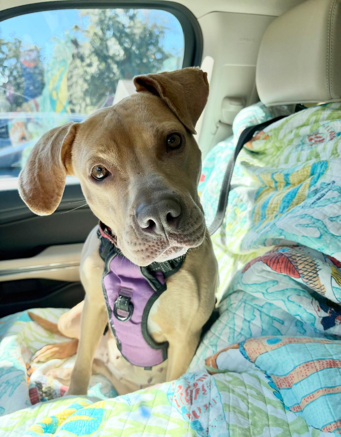 Pumpkin aka Angelina jolie